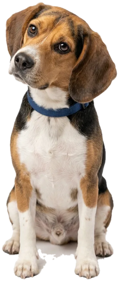 Beagle mirando con curiosidad junto a las preguntas frecuentes