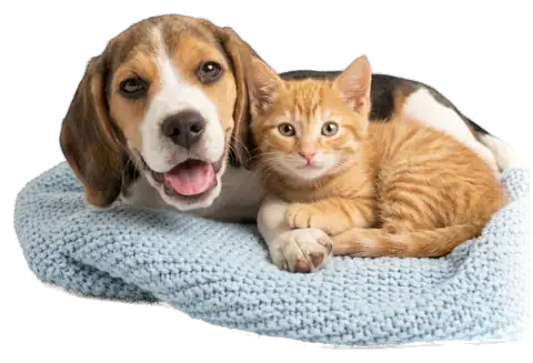 Cachorro beagle y gatito naranjo descansando juntos sobre una manta tejida celeste