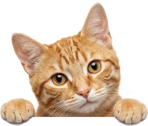 Gato naranjo asomándose sobre la tarjeta