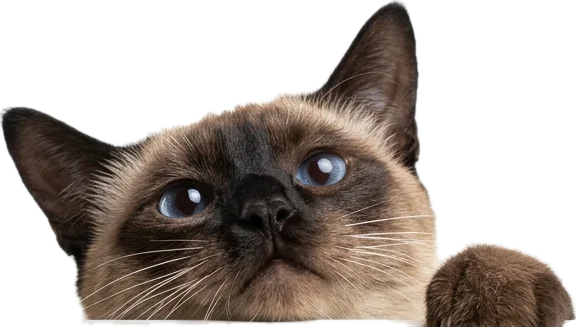 Gato siamés asomándose sobre la tarjeta